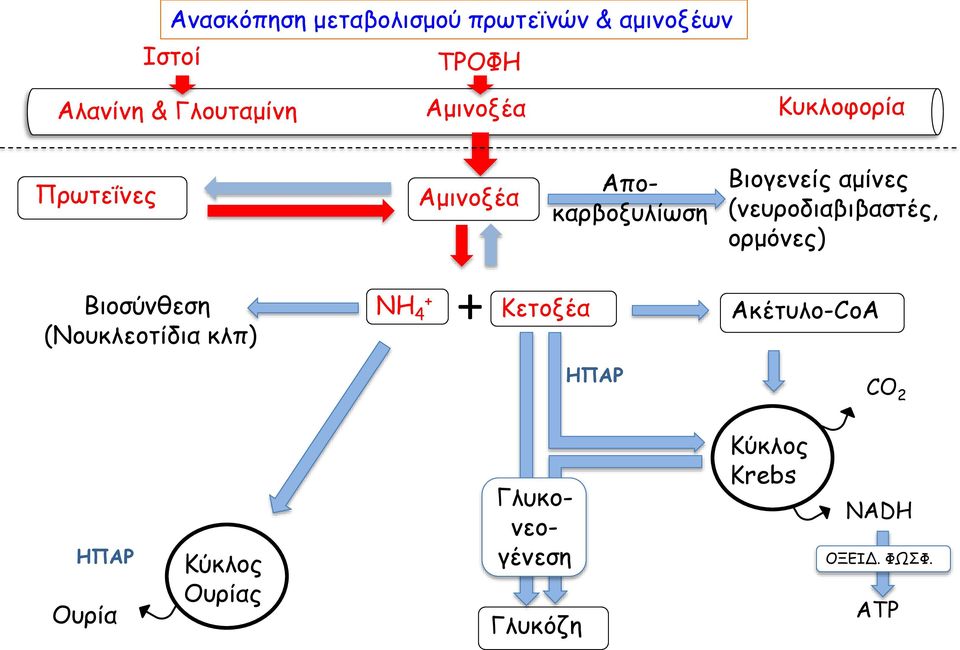 (νευροδιαβιβαστές, ορμόνες) Βιοσύνθεση (Νουκλεοτίδια κλπ) ΝΗ 4 + + Κετοξέα