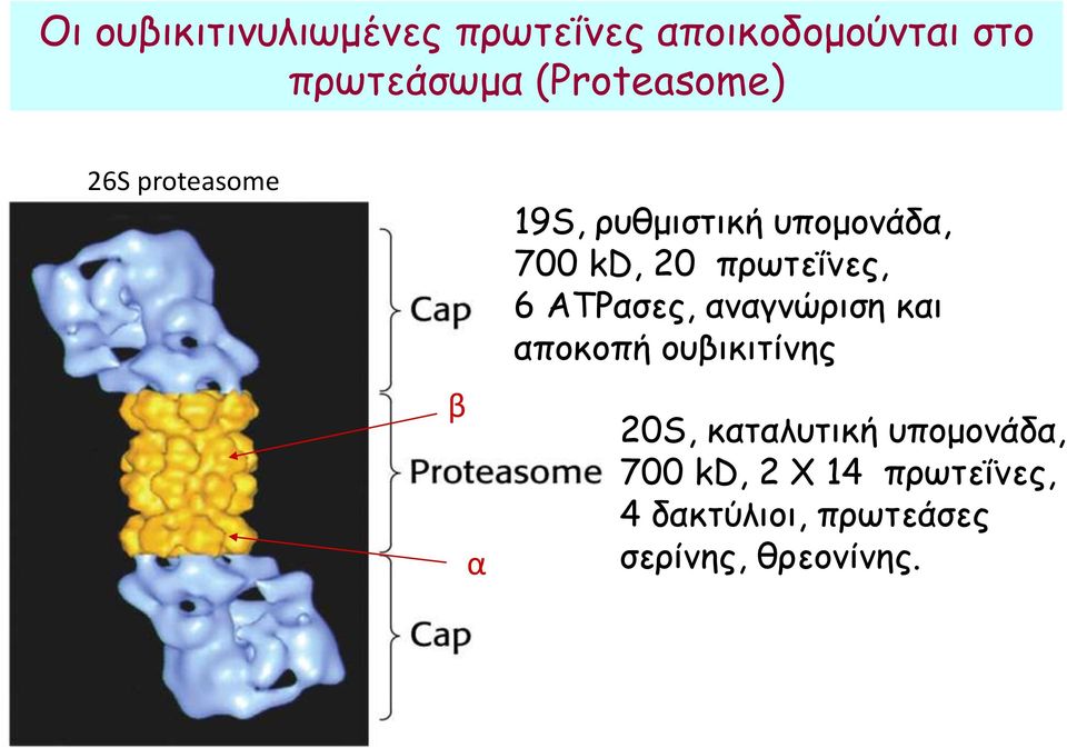 πρωτεΐνες, 6 ATPασες, αναγνώριση και αποκοπή ουβικιτίνης 20S,