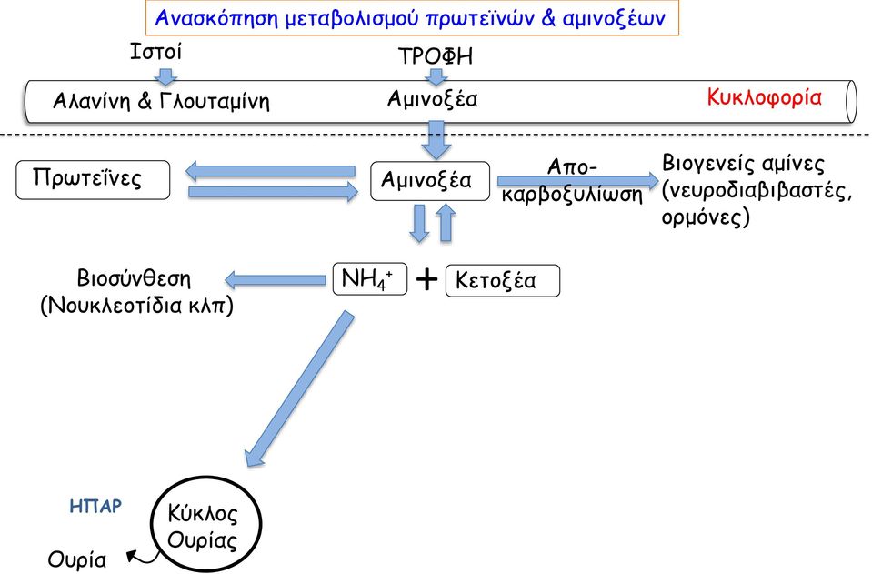 Αποκαρβοξυλίωση Βιογενείς αμίνες (νευροδιαβιβαστές, ορμόνες)