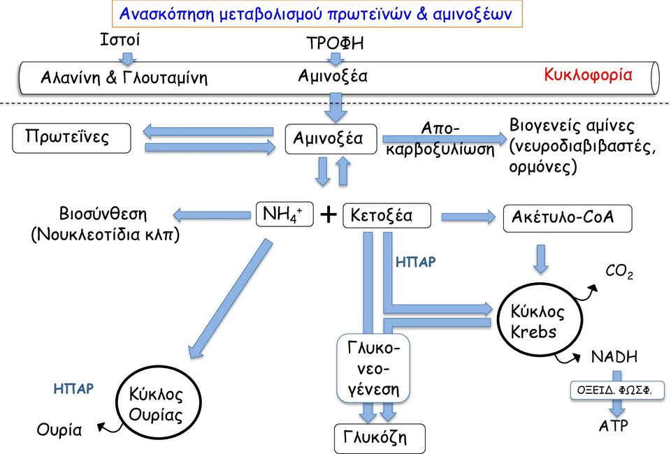 (νευροδιαβιβαστές, ορμόνες) Βιοσύνθεση (Νουκλεοτίδια κλπ) ΝΗ 4 + + Κετοξέα