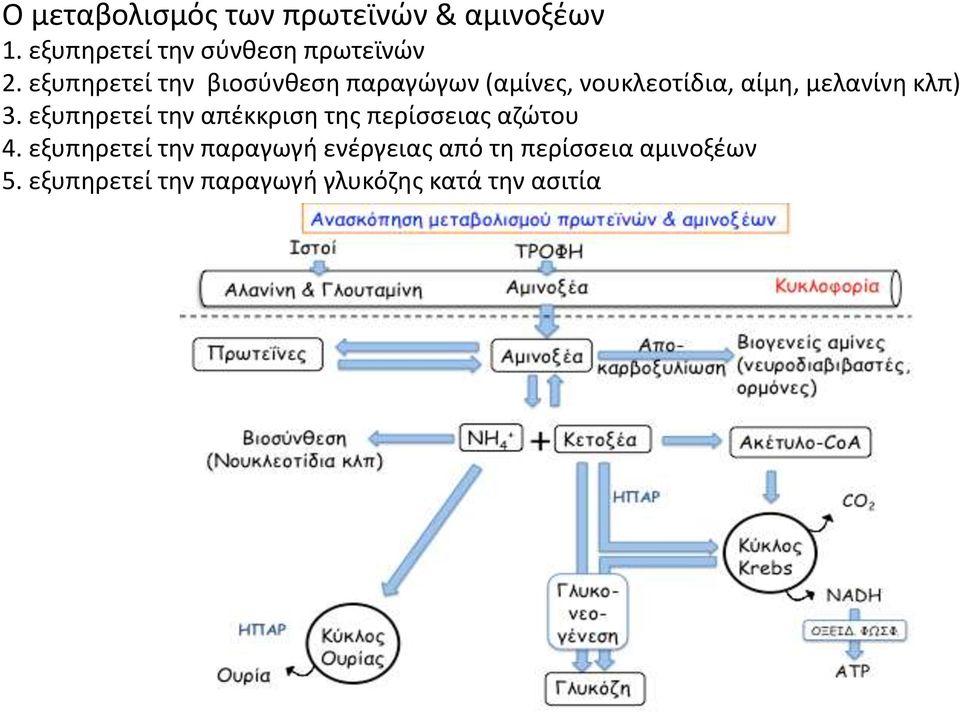 εξυπηρετεί την απέκκριση της περίσσειας αζώτου 4.