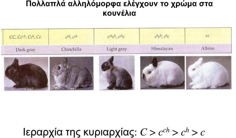 κουνέλια Ιεραρχία της