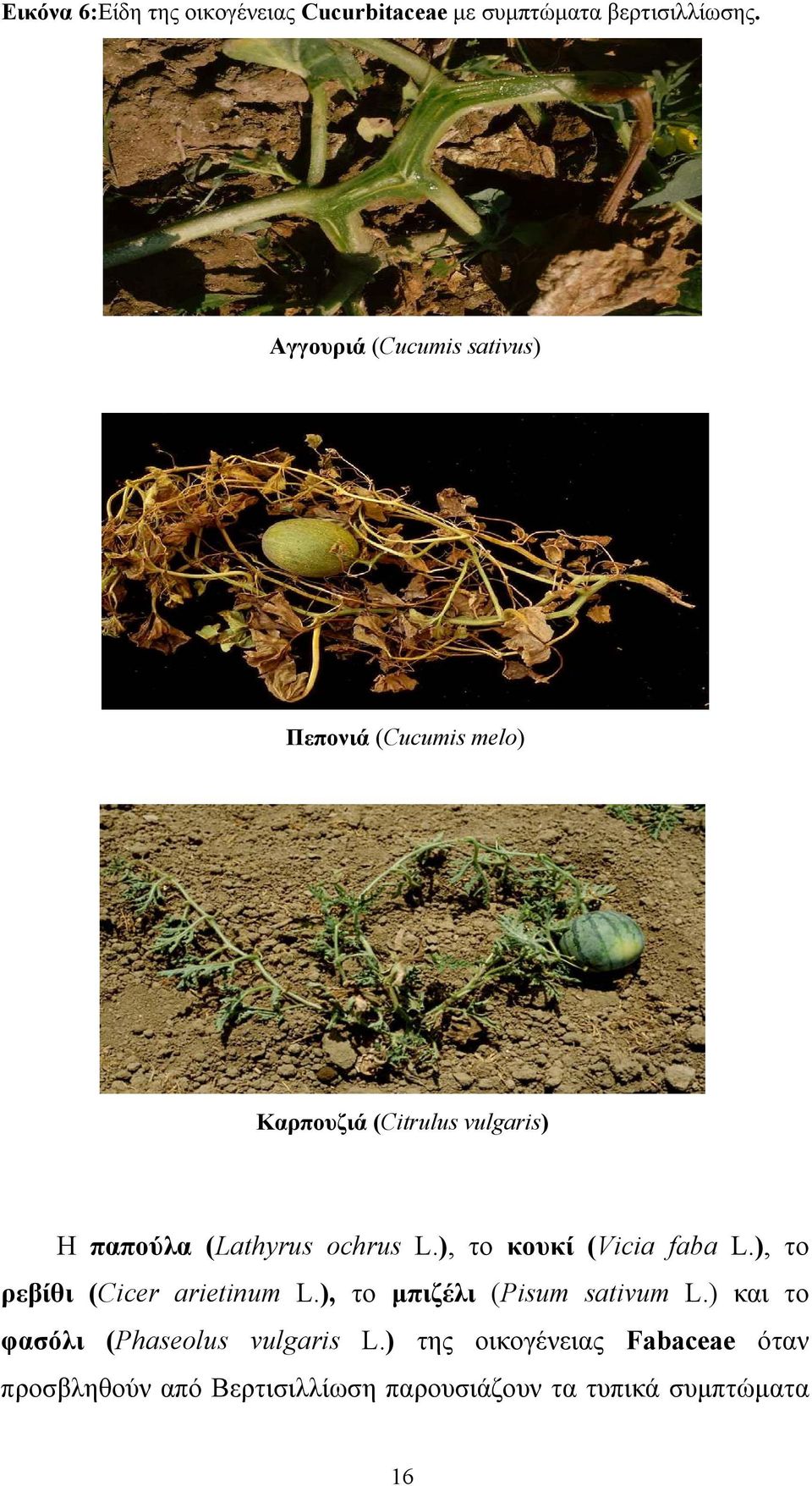 ochrus L.), το κουκί (Vicia faba L.), το ρεβίθι (Cicer arietinum L.), το µπιζέλι (Pisum sativum L.