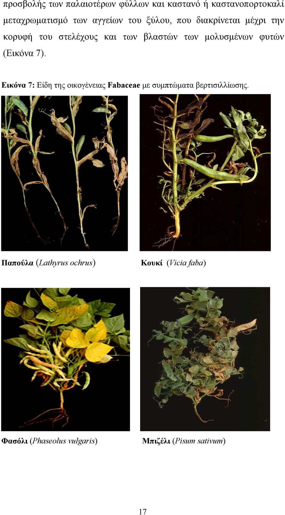 φυτών (Eικόνα 7). Εικόνα 7: Eίδη της οικογένειας Fabaceae µε συµπτώµατα βερτισιλλίωσης.
