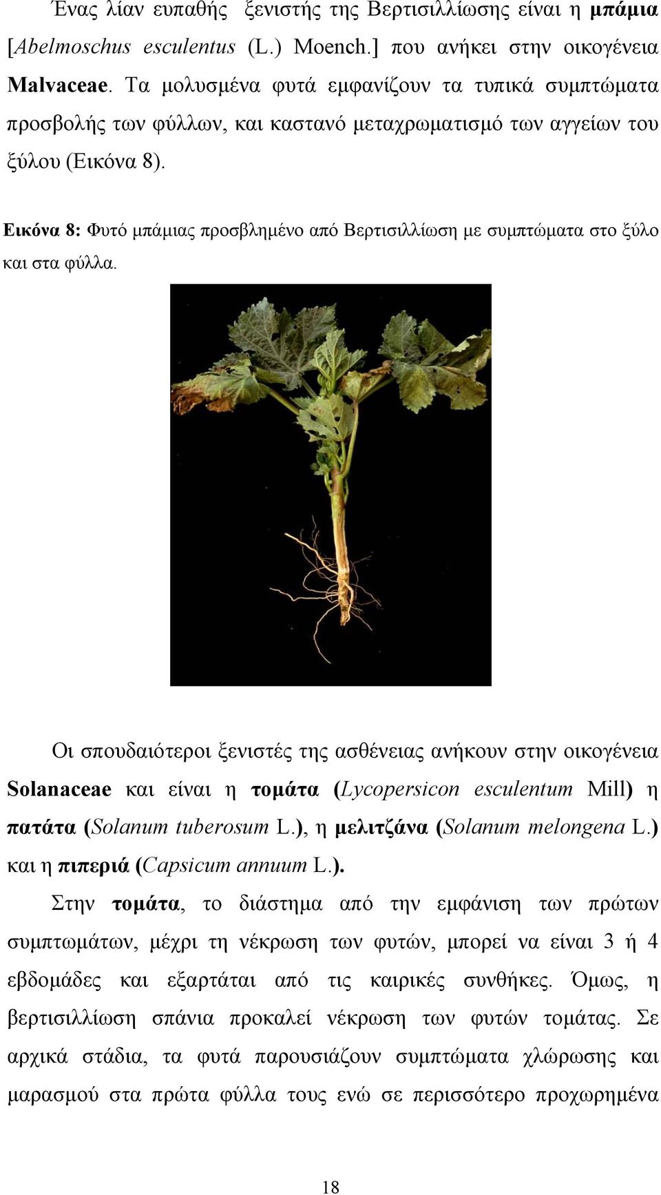 Εικόνα 8: Φυτό µπάµιας προσβληµένο από Βερτισιλλίωση µε συµπτώµατα στο ξύλο και στα φύλλα.