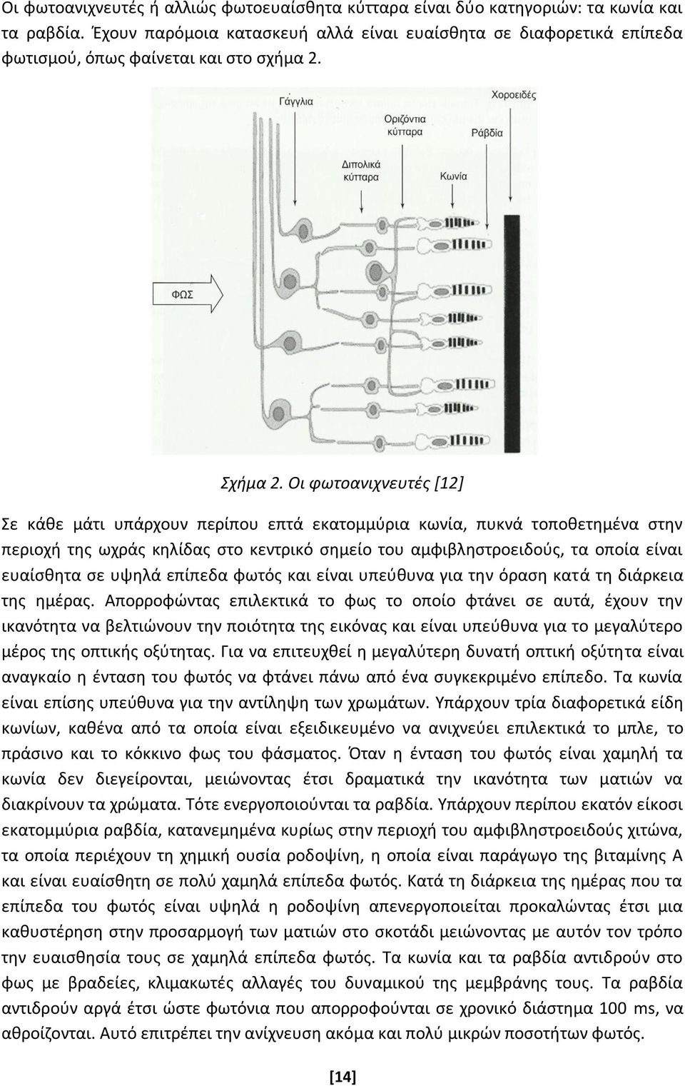 Οι φωτοανιχνευτές [12] Σε κάθε μάτι υπάρχουν περίπου επτά εκατομμύρια κωνία, πυκνά τοποθετημένα στην περιοχή της ωχράς κηλίδας στο κεντρικό σημείο του αμφιβληστροειδούς, τα οποία είναι ευαίσθητα σε