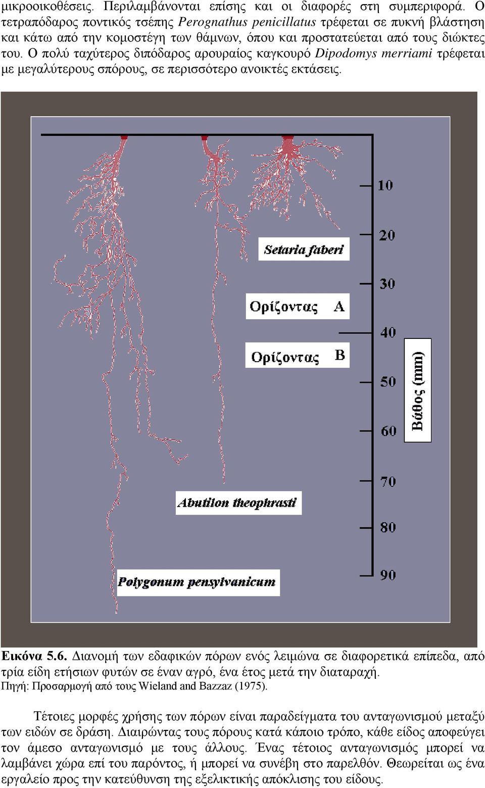 Ο πολύ ταχύτερος διπόδαρος αρουραίος καγκουρό Dipodomys merriami τρέφεται με μεγαλύτερους σπόρους, σε περισσότερο ανοικτές εκτάσεις. Εικόνα 5.6.