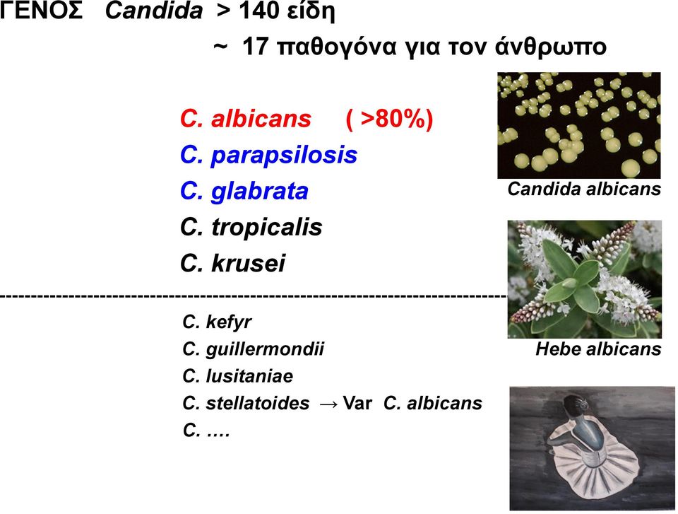 krusei Candida albicans