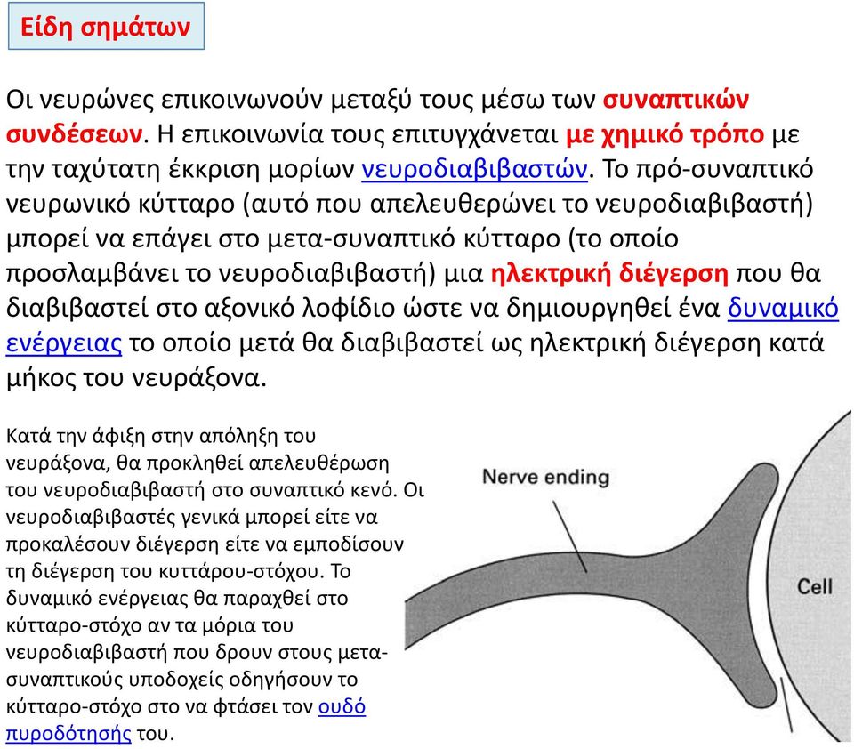 διαβιβαστεί στο αξονικό λοφίδιο ώστε να δημιουργηθεί ένα δυναμικό ενέργειας το οποίο μετά θα διαβιβαστεί ως ηλεκτρική διέγερση κατά μήκος του νευράξονα.