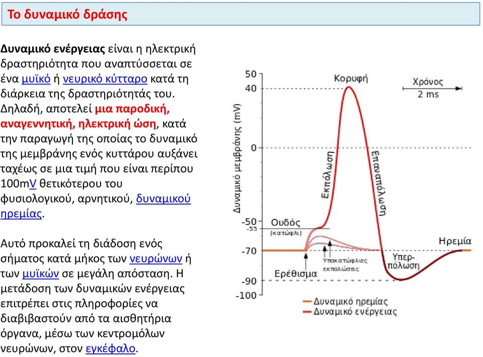 είναι περίπου 100mV θετικότερου του φυσιολογικού, αρνητικού, δυναμικού ηρεμίας.