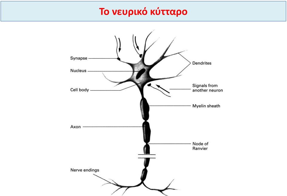 κύτταρο