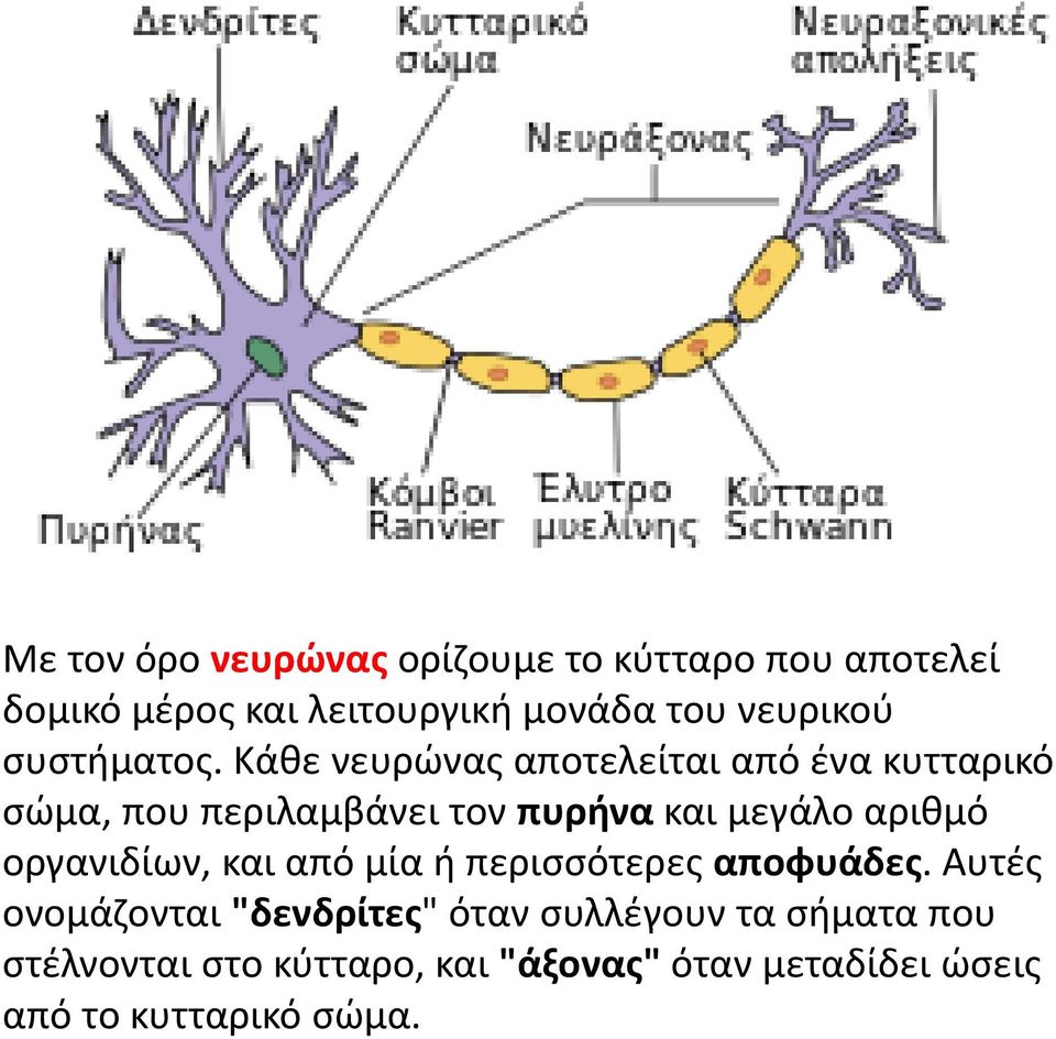 Κάθε νευρώνας αποτελείται από ένα κυτταρικό σώμα, που περιλαμβάνει τον πυρήνα και μεγάλο αριθμό