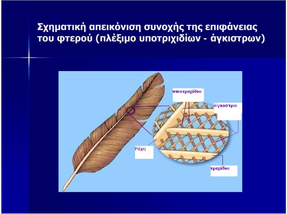 του φτερού (πλέξιμο