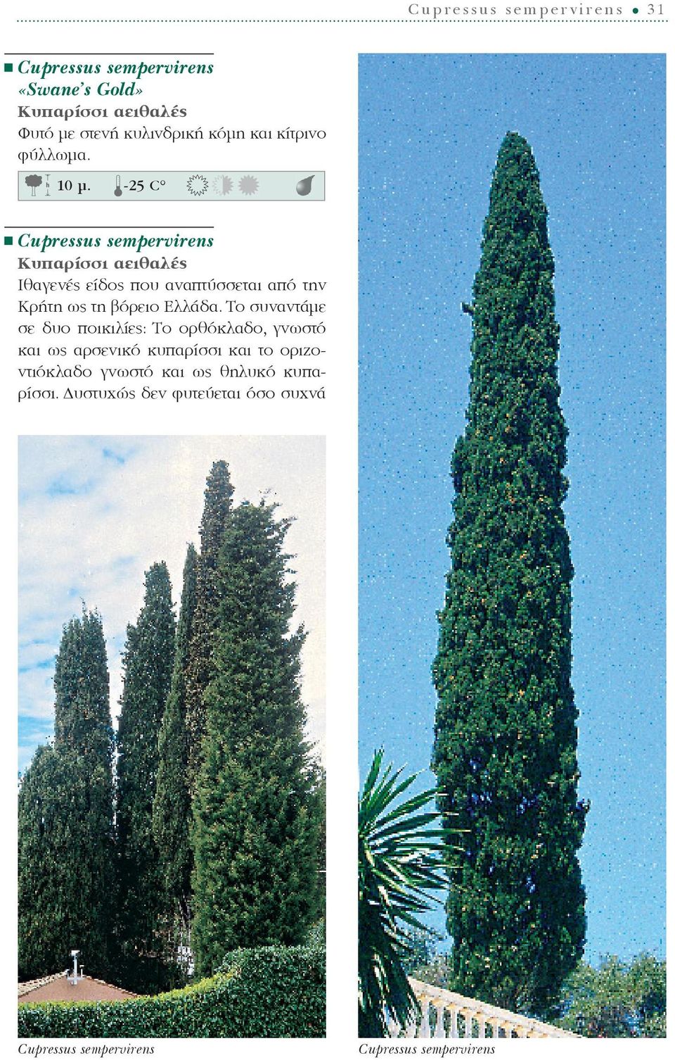 -25 C Cupressus sempervirens Κυπαρίσσι αειθαλές Ιθαγενές είδος που αναπτύσσεται από την Κρήτη ως τη βόρειο Ελλάδα.