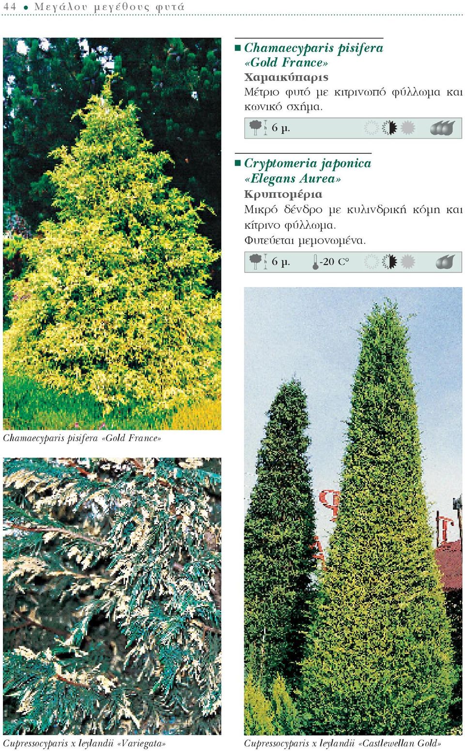 Cryptomeria japonica «Elegans Aurea» Κρυπτομέρια Μικρό δένδρο με κυλινδρική κόμη και κίτρινο