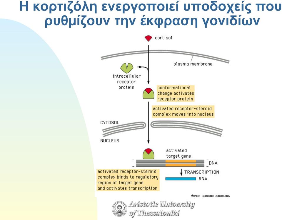 υποδοχείς που