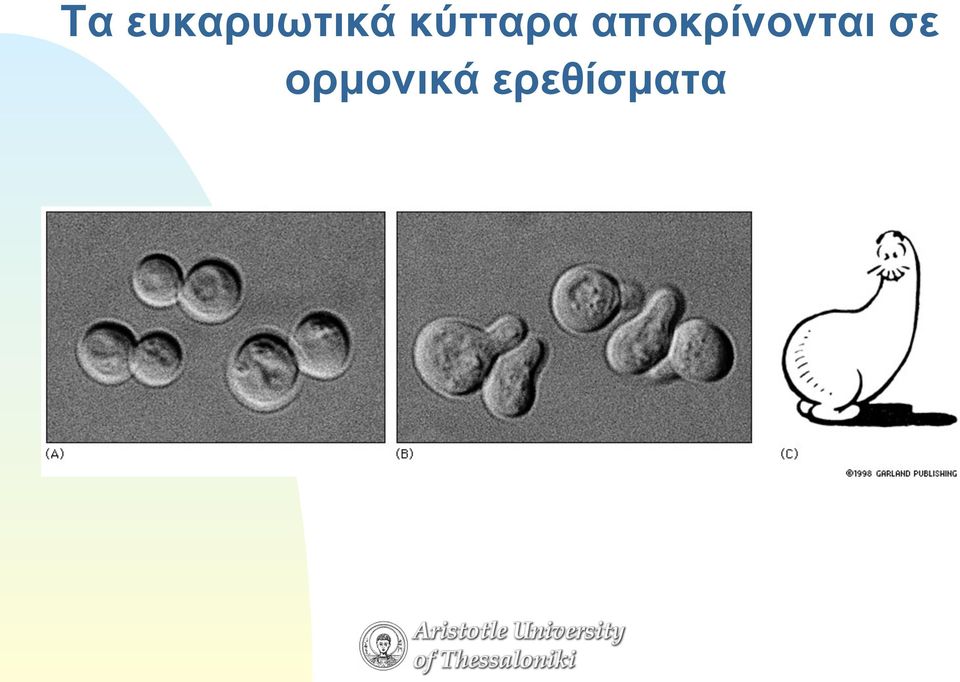 αποκρίνονται