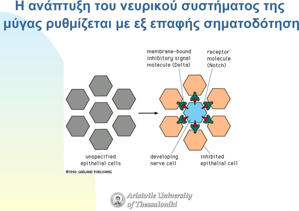 της µύγας ρυθµίζεται