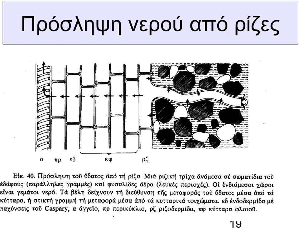 ρίζες 19