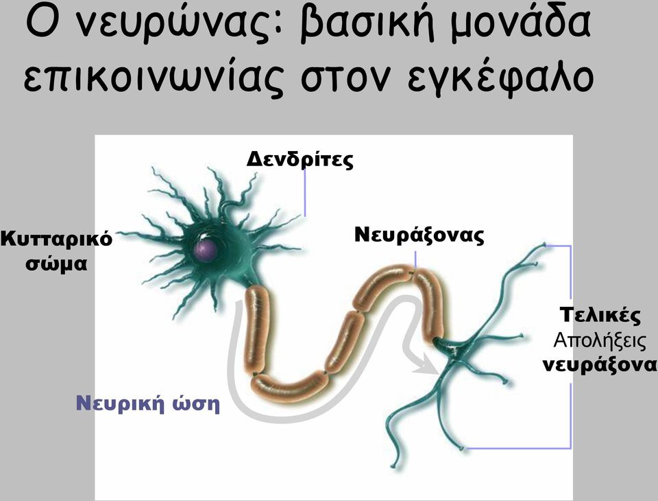 Δενδρίτες Κυτταρικό σώμα