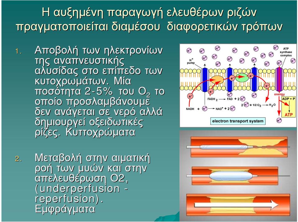 Μία ποσότητα 2-5% του Ο 2 το οποίο προσλαμβάνουμε δεν ανάγεται σε νερό αλλά δημιουργεί