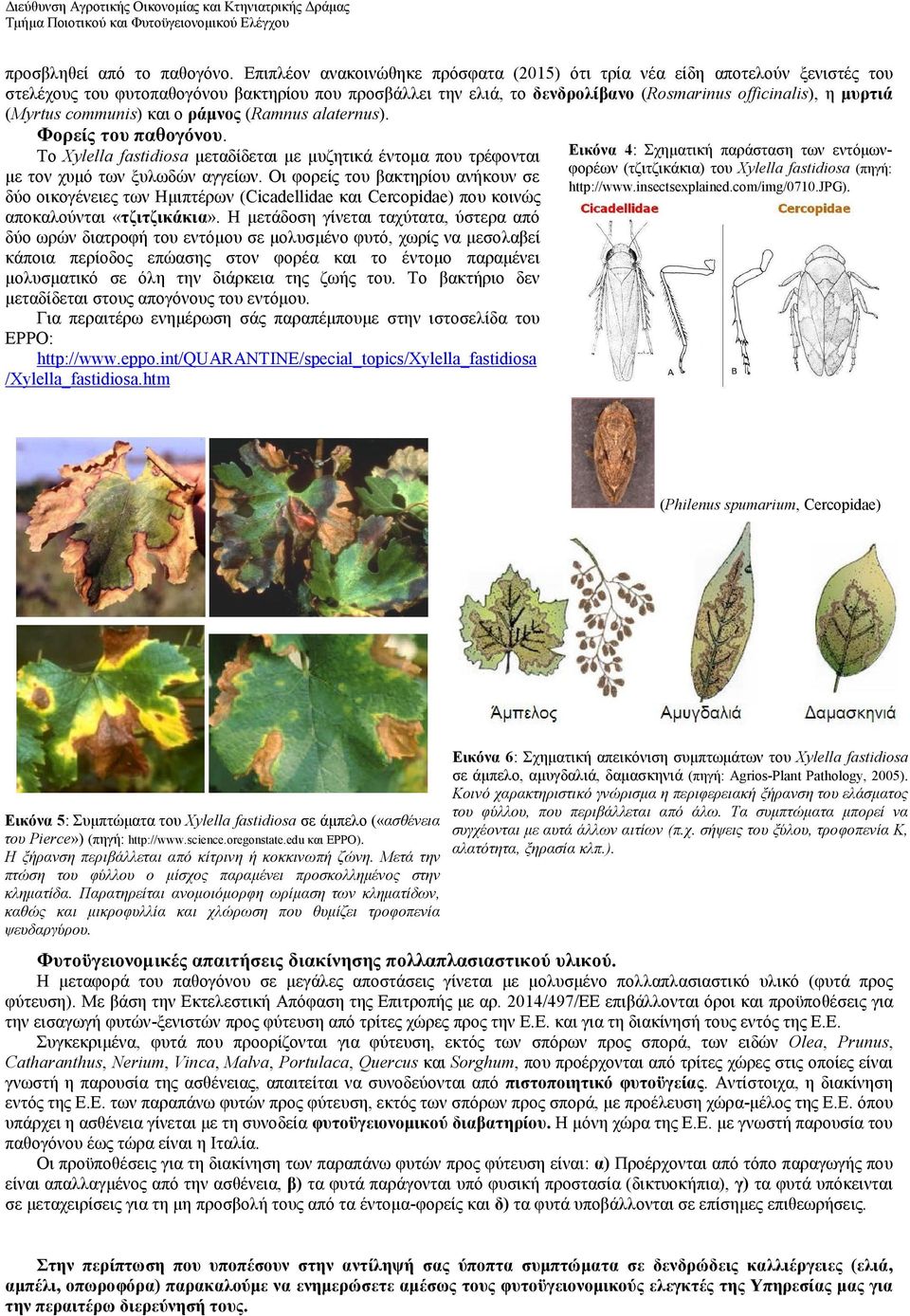 (Myrtus communis) και ο ράμνος (Ramnus alaternus). Φορείς του παθογόνου. Το Xylella fastidiosa μεταδίδεται με μυζητικά έντομα που τρέφονται με τον χυμό των ξυλωδών αγγείων.