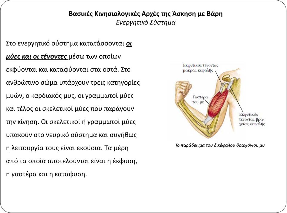 Στο ανθρώπινο σώμα υπάρχουν τρεις κατηγορίες μυών, ο καρδιακός μυς, οι γραμμωτοί μύες και τέλος οι σκελετικοί μύες που