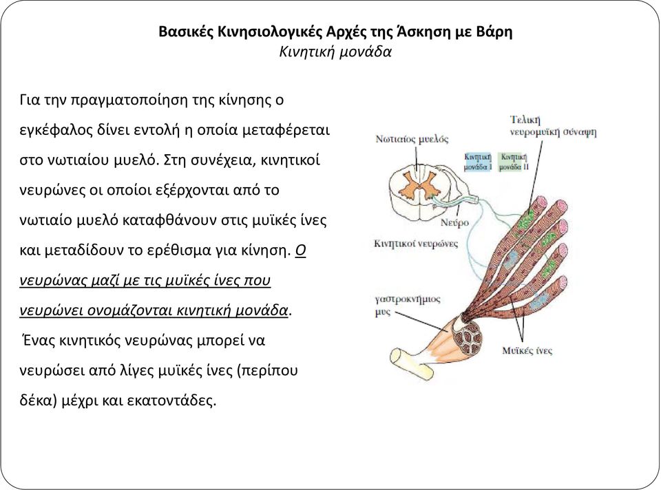 Στη συνέχεια, κινητικοί νευρώνες οι οποίοι εξέρχονται από το νωτιαίο μυελό καταφθάνουν στις μυϊκές ίνες και