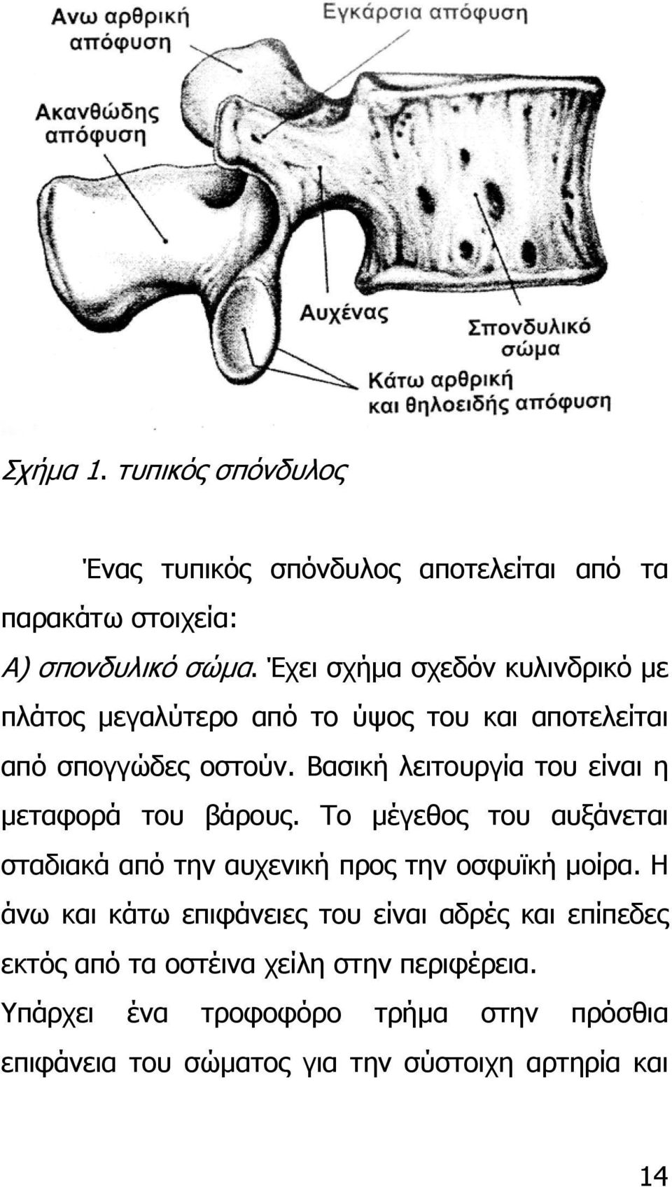 Βασική λειτουργία του είναι η µεταφορά του βάρους. Το µέγεθος του αυξάνεται σταδιακά από την αυχενική προς την οσφυϊκή µοίρα.