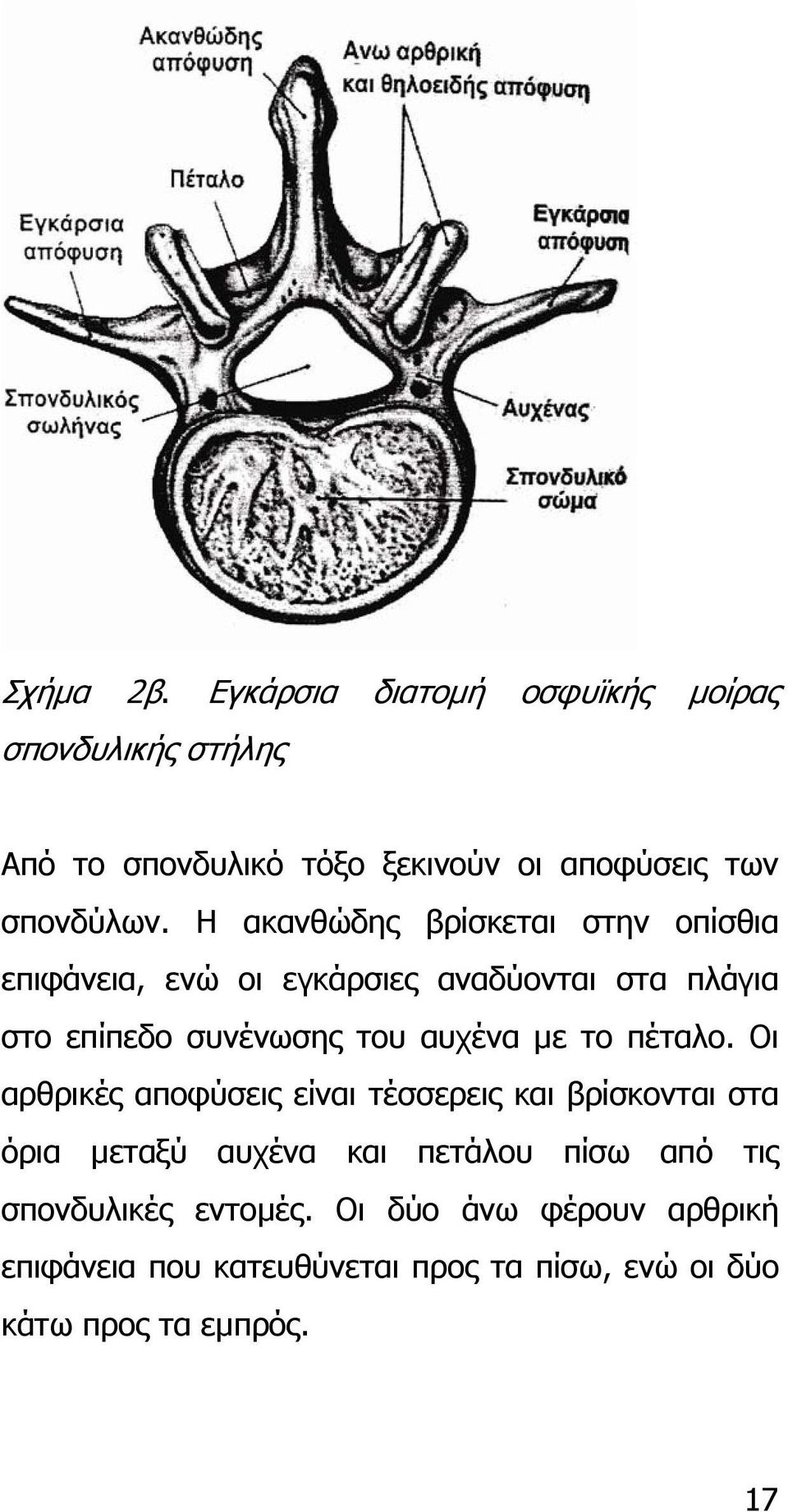 Η ακανθώδης βρίσκεται στην οπίσθια επιφάνεια, ενώ οι εγκάρσιες αναδύονται στα πλάγια στο επίπεδο συνένωσης του αυχένα