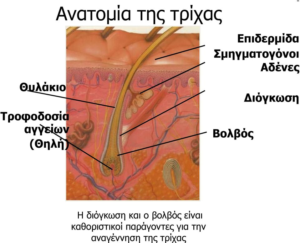 Διόγκωση Η διόγκωση και ο βολβός είναι