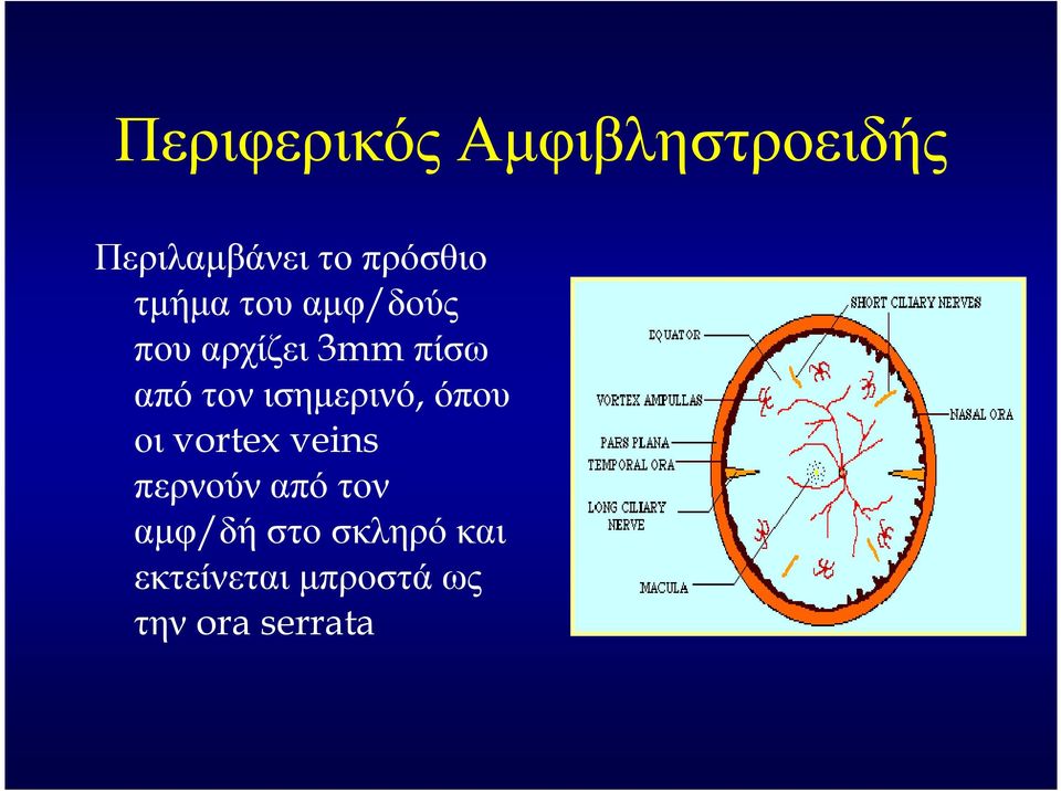 ισηµερινό, όπου οι vortex veins περνούν από τον