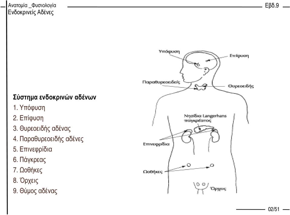 Παραθυρεοειδής αδένες 5. Επινεφρίδια 6.