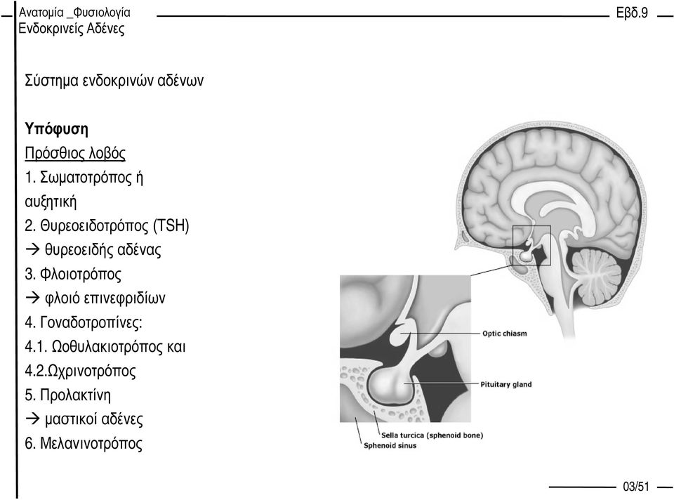 Θυρεοειδοτρόπος (TSH) θυρεοειδής αδένας 3.