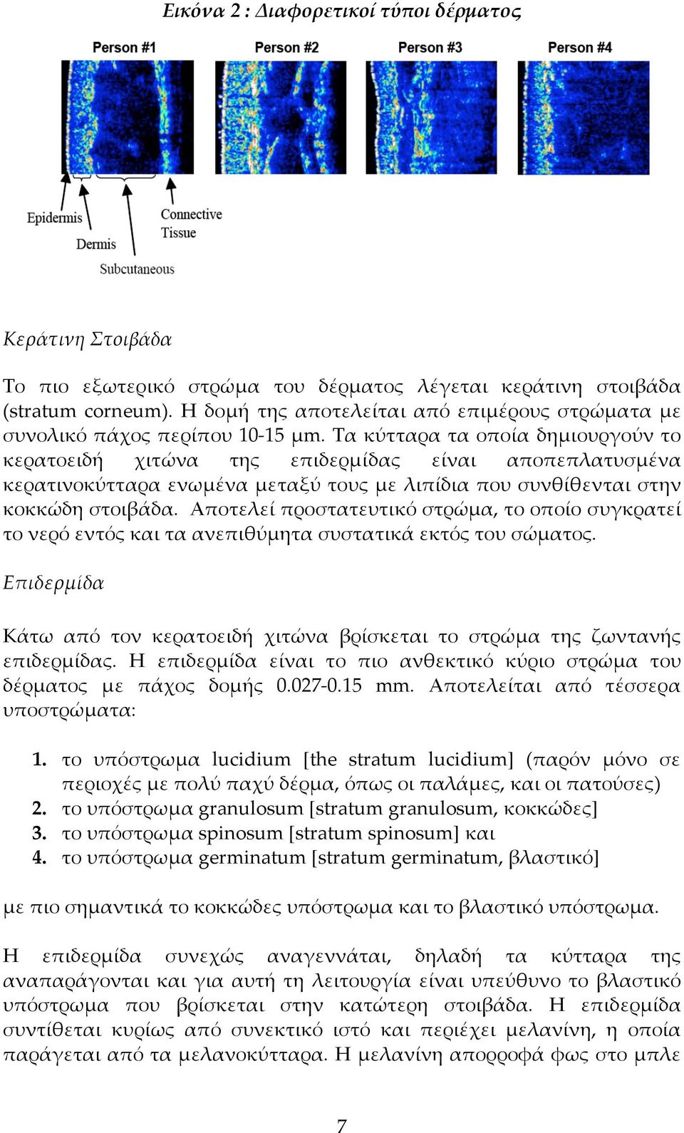 Τα κύτταρα τα οποία δηµιουργούν το κερατοειδή χιτώνα της επιδερµίδας είναι αποπεπλατυσµένα κερατινοκύτταρα ενωµένα µεταξύ τους µε λιπίδια που συνθίθενται στην κοκκώδη στοιβάδα.