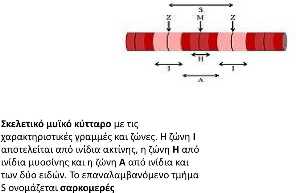 Η ζώνη Ι αποτελείται από ινίδια ακτίνης, η ζώνη Η από