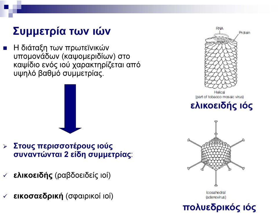 ελικοειδής ιός Στους περισσοτέρους ιούς συναντώνται 2 είδη