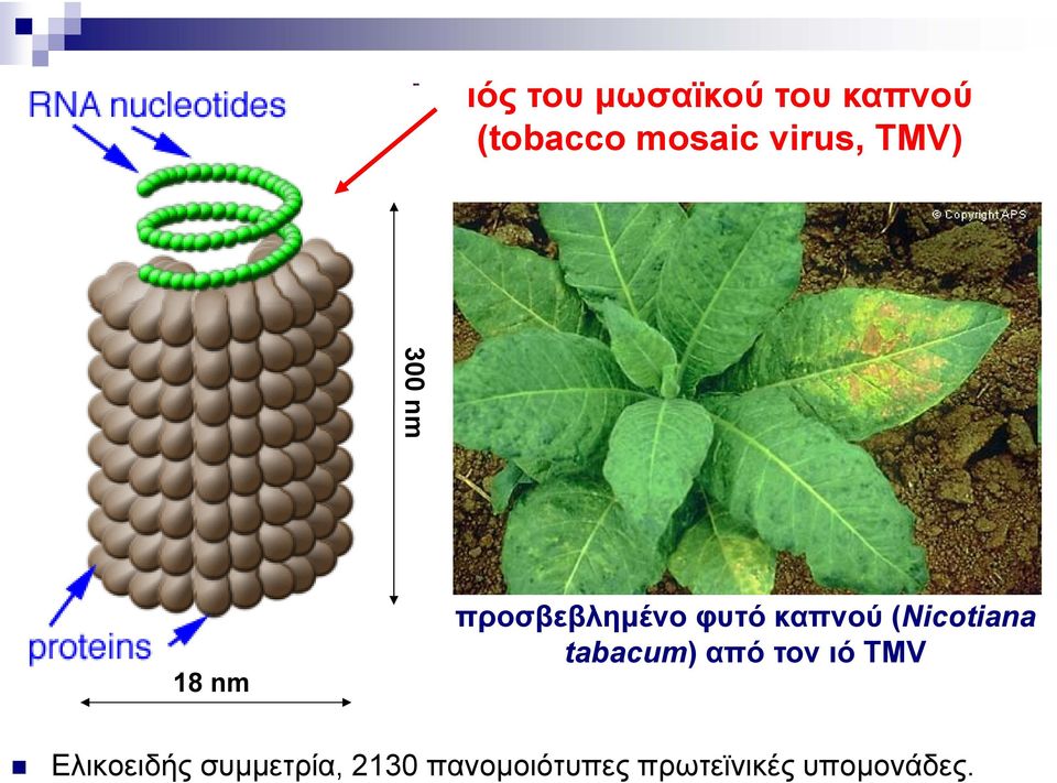 καπνού (Nicotiana tabacum) από τον ιό TMV