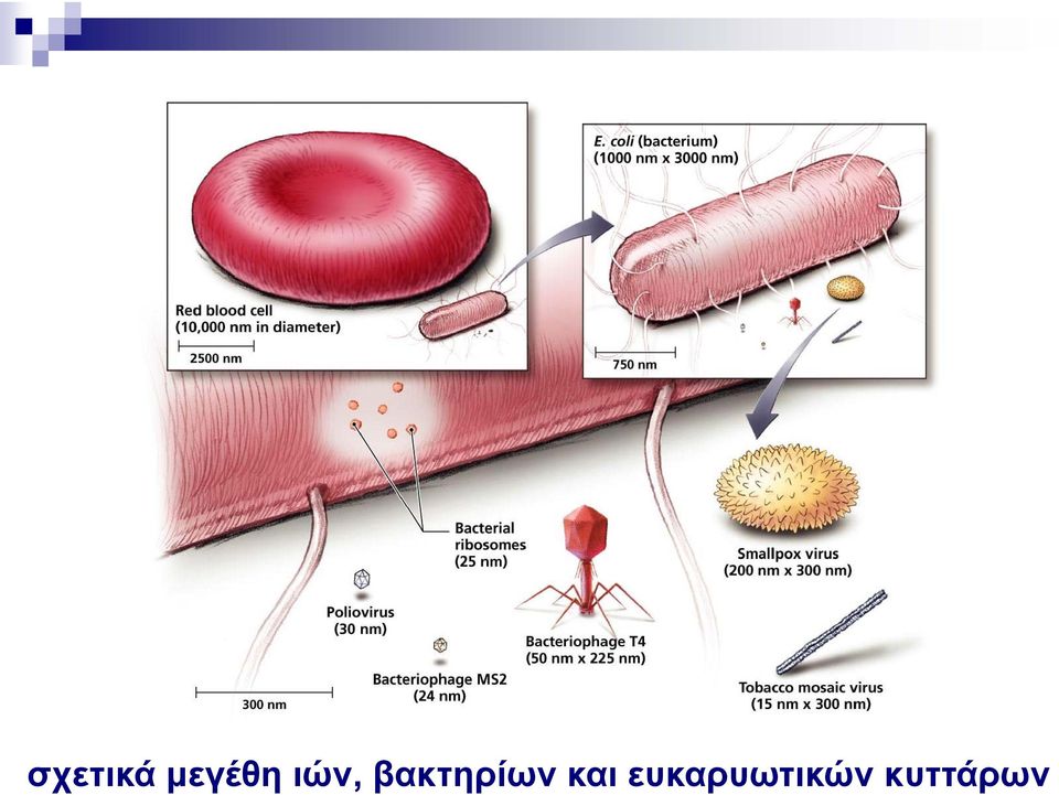 βακτηρίων και