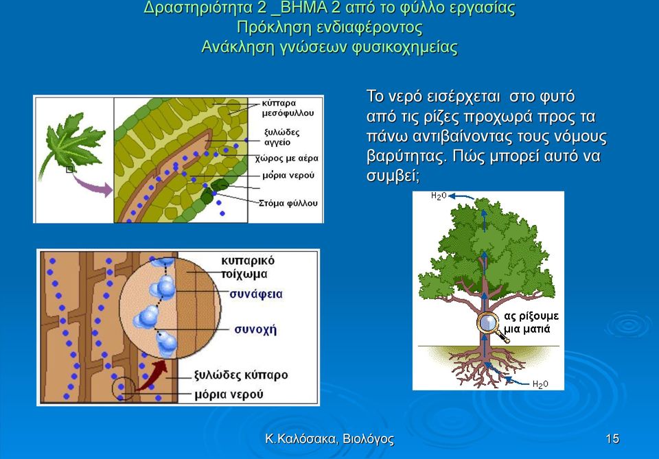 εισέρχεται στο φυτό από τις ρίζες προχωρά προς τα πάνω