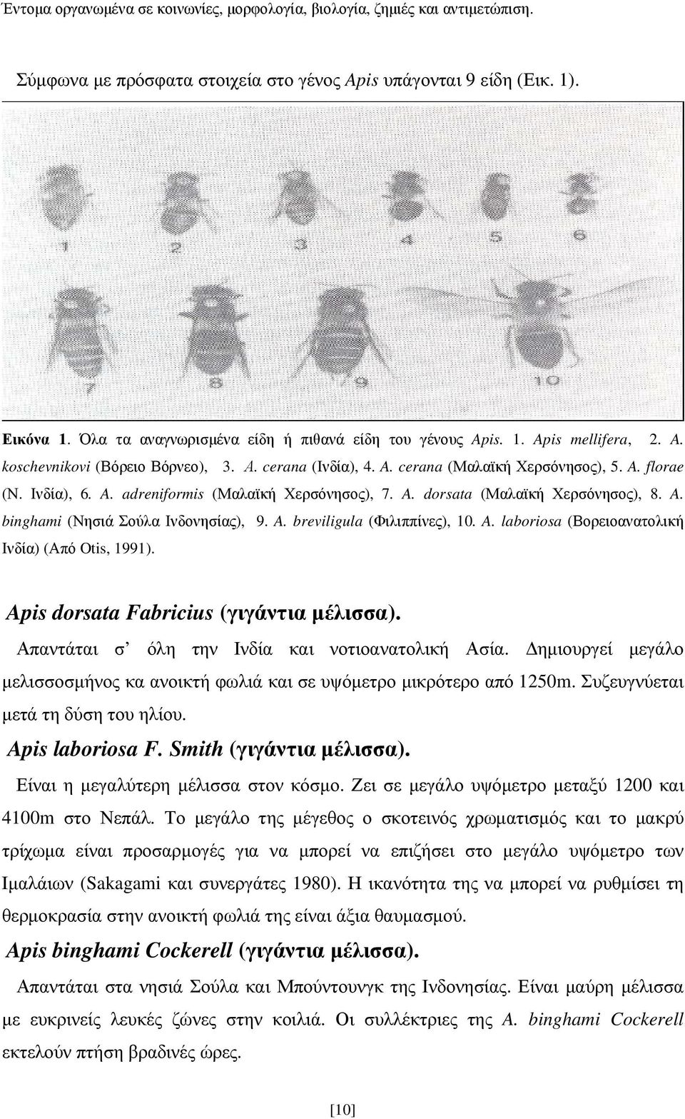 A. laboriosa (Βορειοανατολική Ινδία) (Από Otis, 1991). Apis dorsata Fabricius (γιγάντια µέλισσα). Απαντάται σ όλη την Ινδία και νοτιοανατολική Ασία.