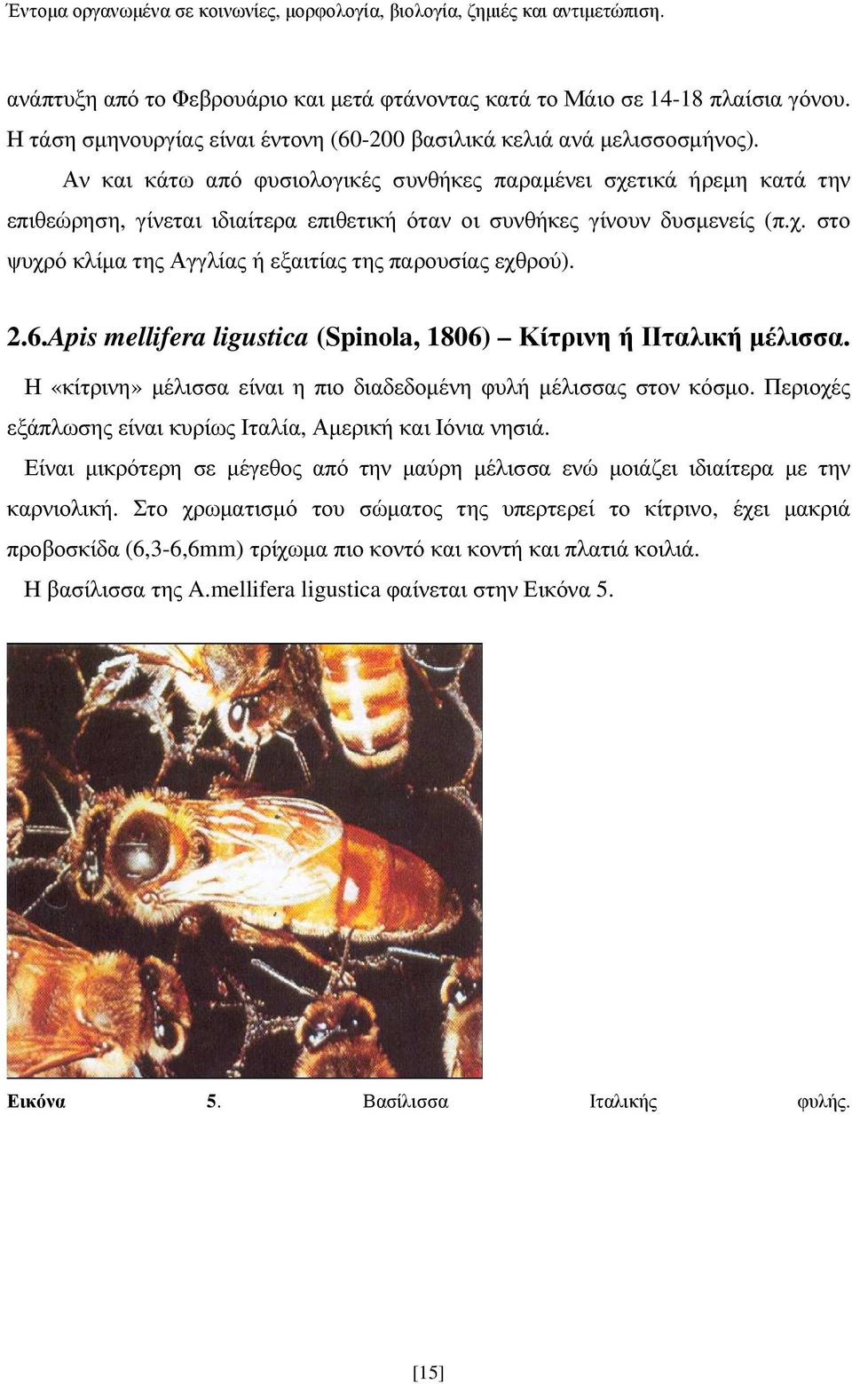 2.6.Apis mellifera ligustica (Spinola, 1806) Κίτρινη ή ΙΙταλική µέλισσα. Η «κίτρινη» µέλισσα είναι η πιο διαδεδοµένη φυλή µέλισσας στον κόσµο.