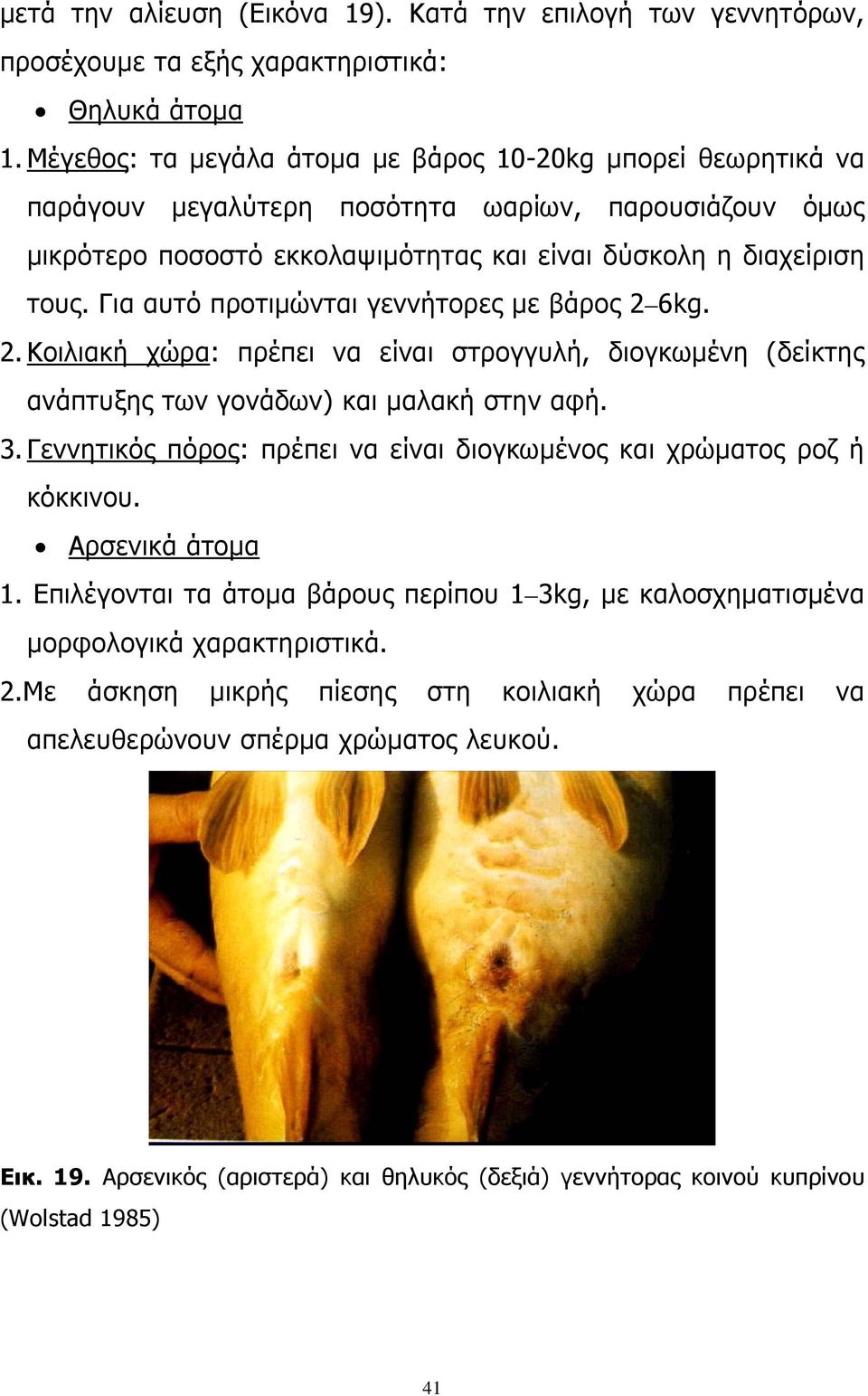 Για αυτό προτιμώνται γεννήτορες με βάρος 2 6kg. 2. Κοιλιακή χώρα: πρέπει να είναι στρογγυλή, διογκωμένη (δείκτης ανάπτυξης των γονάδων) και μαλακή στην αφή. 3.