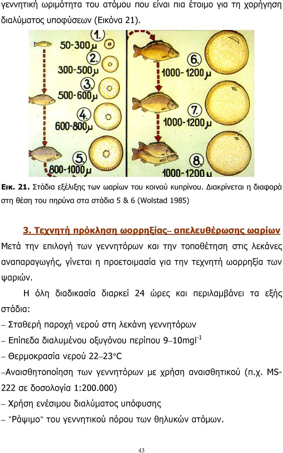 Τεχνητή πρόκληση ωορρηξίας απελευθέρωσης ωαρίων Μετά την επιλογή των γεννητόρων και την τοποθέτηση στις λεκάνες αναπαραγωγής, γίνεται η προετοιμασία για την τεχνητή ωορρηξία των ψαριών.