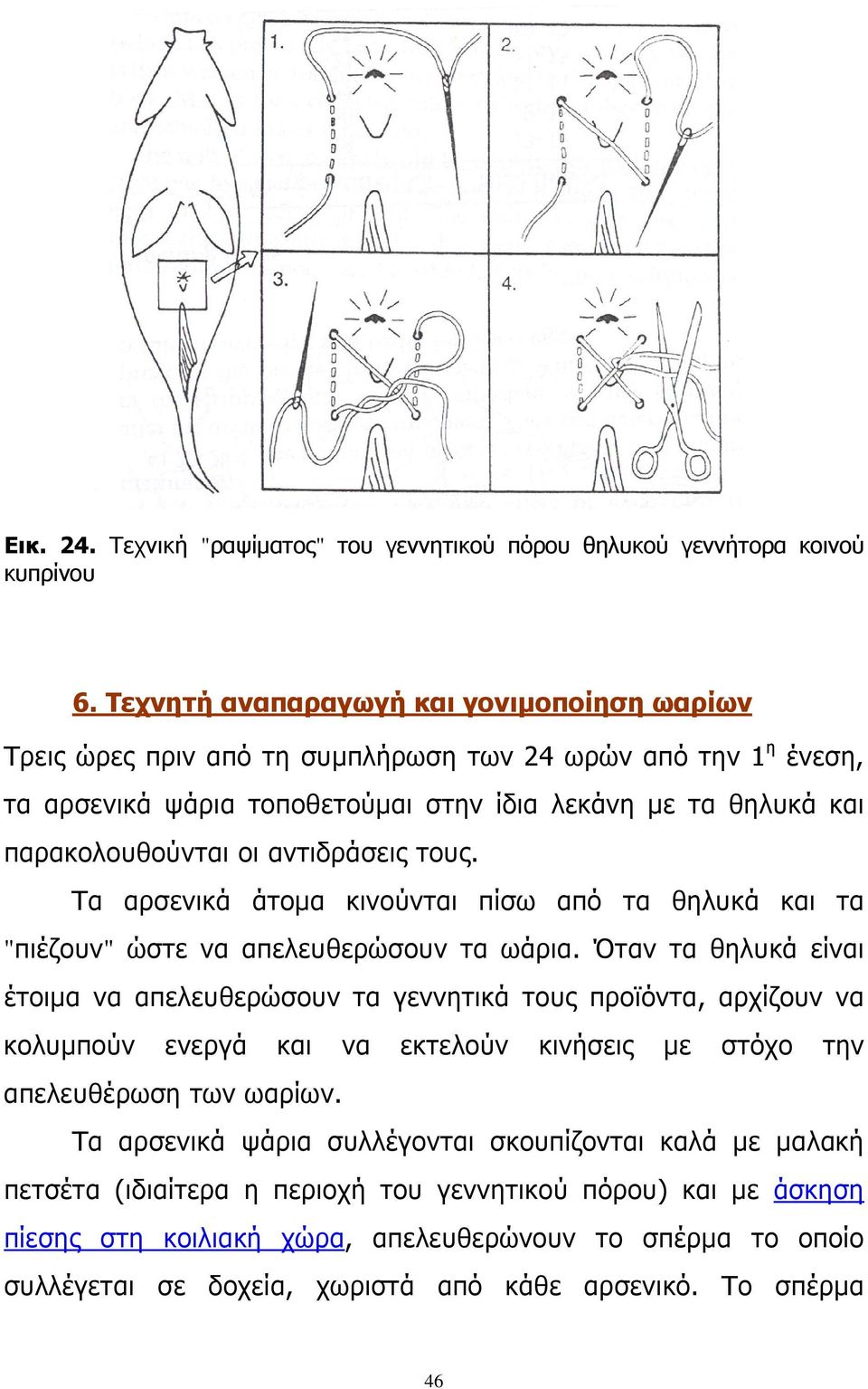αντιδράσεις τους. Τα αρσενικά άτομα κινούνται πίσω από τα θηλυκά και τα "πιέζουν" ώστε να απελευθερώσουν τα ωάρια.