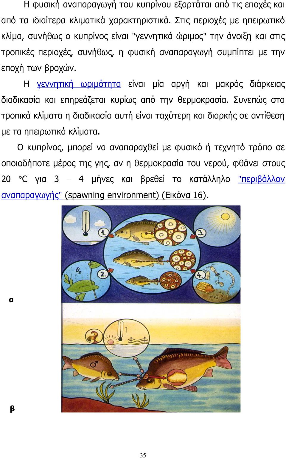 Η γεννητική ωριμότητα είναι μία αργή και μακράς διάρκειας διαδικασία και επηρεάζεται κυρίως από την θερμοκρασία.