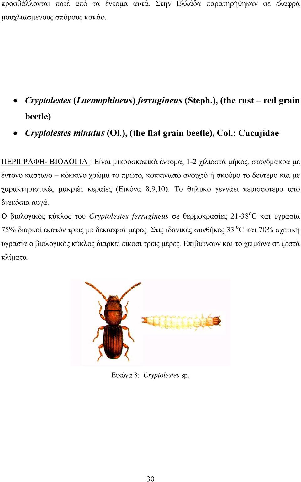 : Cucujidae ΠΕΡΙΓΡΑΦΗ- ΒΙΟΛΟΓΙΑ : Eίναι µικροσκοπικά έντοµα, 1-2 χιλιοστά µήκος, στενόµακρα µε έντονο καστανο κόκκινο χρώµα το πρώτο, κοκκινωπό ανοιχτό ή σκούρο το δεύτερο και µε χαρακτηριστικές