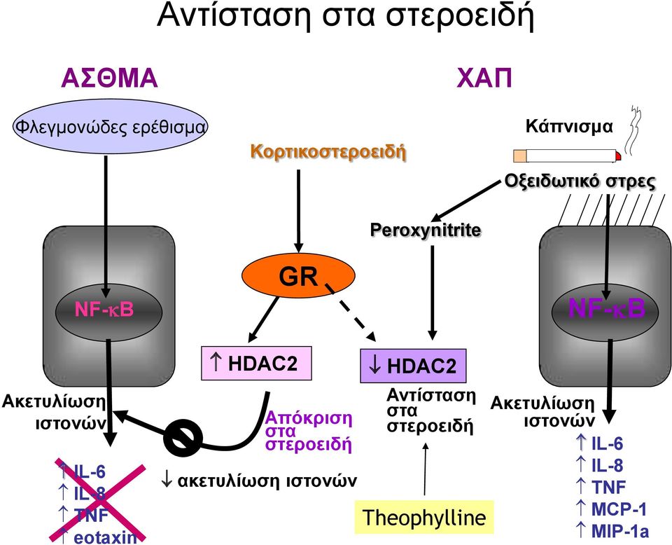 TNF eotaxin ΗDAC2 GR Απόκριση στα στεροειδή ακετυλίωση ιστονών HDAC2