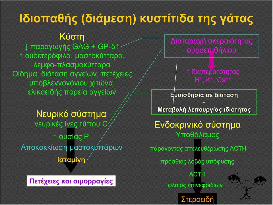 μαστοκυττάρων Ισταμίνη Πετέχειες και αιμορραγίες Διαταραχή ακεραιότητας ουροεπιθήλιου διαπερατότητας Η +, Κ +, Ca ++ Ευαισθησία σε διάταση