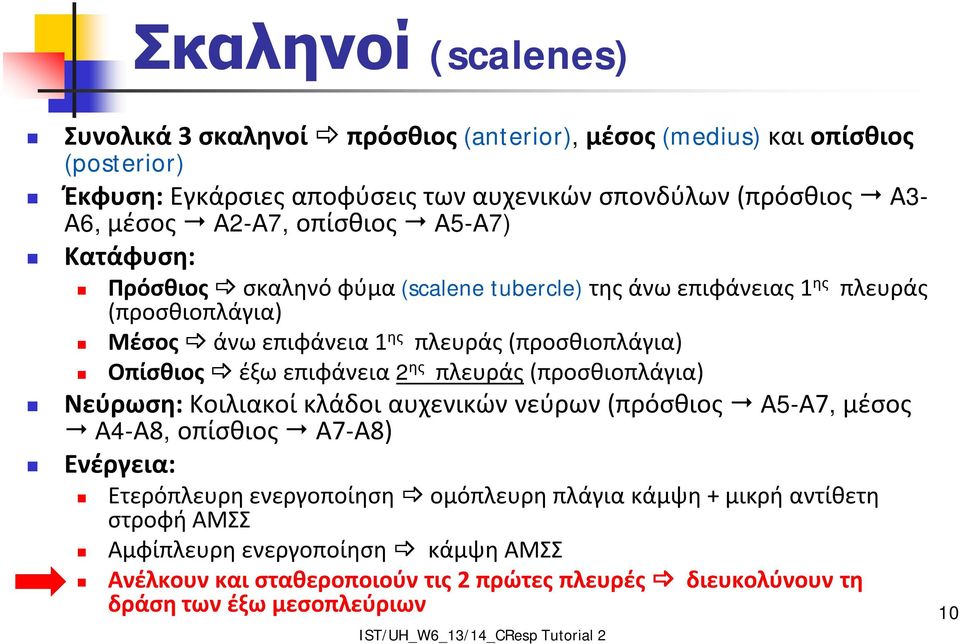 (προσθιοπλάγια) Οπίσθιος έξω επιφάνεια 2 ης πλευράς (προσθιοπλάγια) Νεύρωση: Κοιλιακοί κλάδοι αυχενικών νεύρων (πρόσθιος Α5-Α7, μέσος Α4-Α8, οπίσθιος Α7-Α8) Ενέργεια: